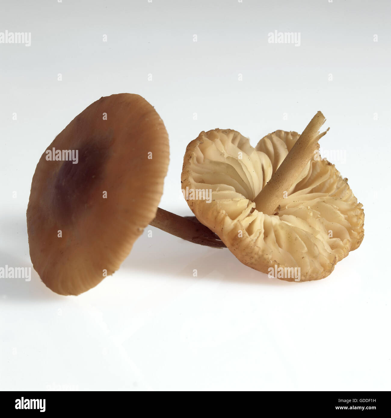 Bague fée champignon, Marasmius oreades, champignon comestible contre fond blanc Banque D'Images
