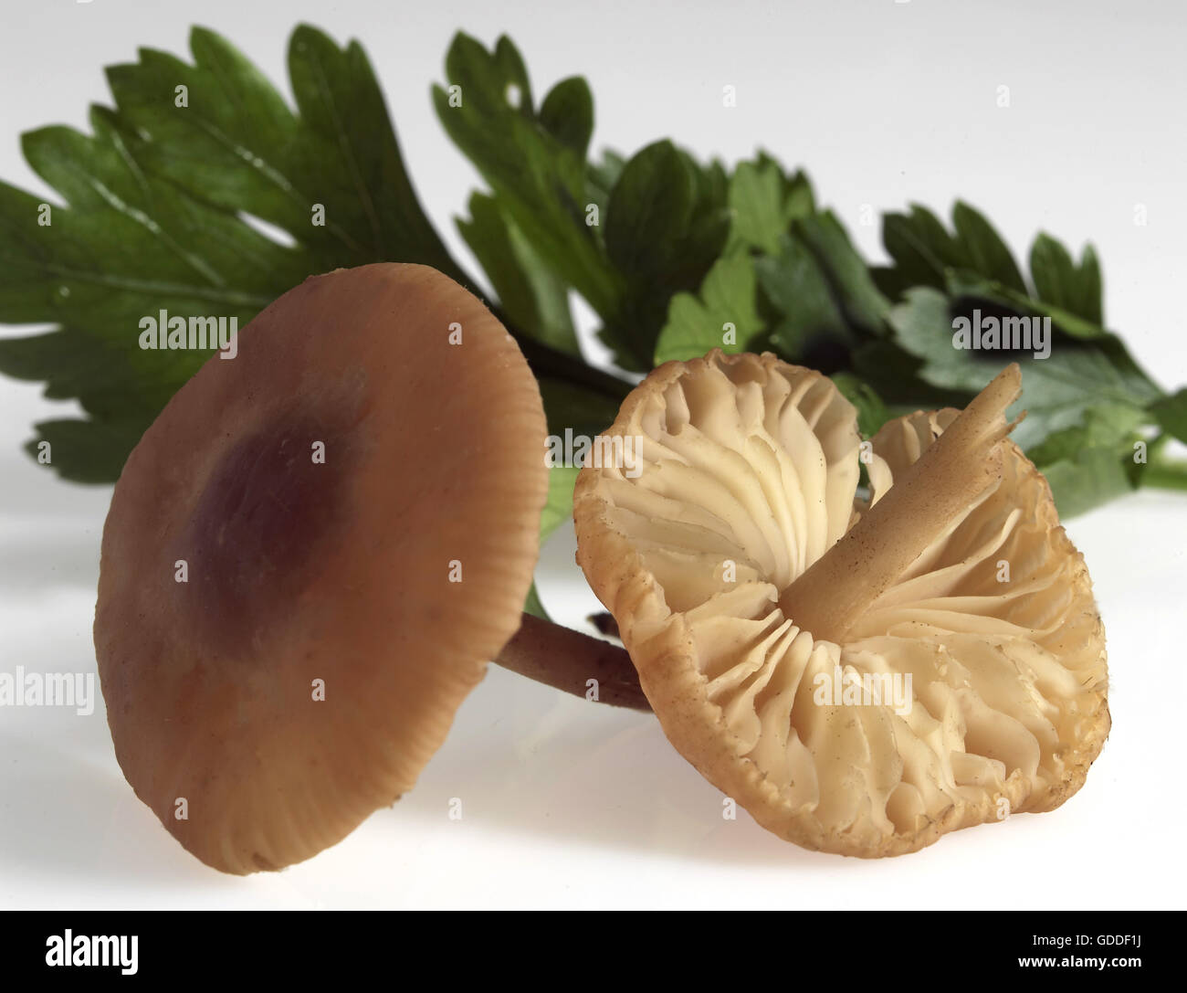 Bague fée champignon, Marasmius oreades, champignon comestible contre fond blanc Banque D'Images
