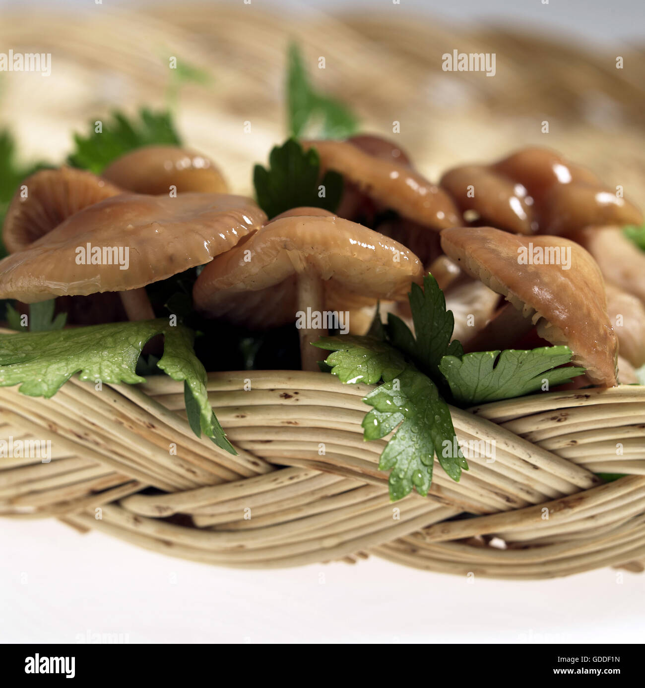 Bague fée champignon, Marasmius oreades, champignons comestibles de persil Banque D'Images