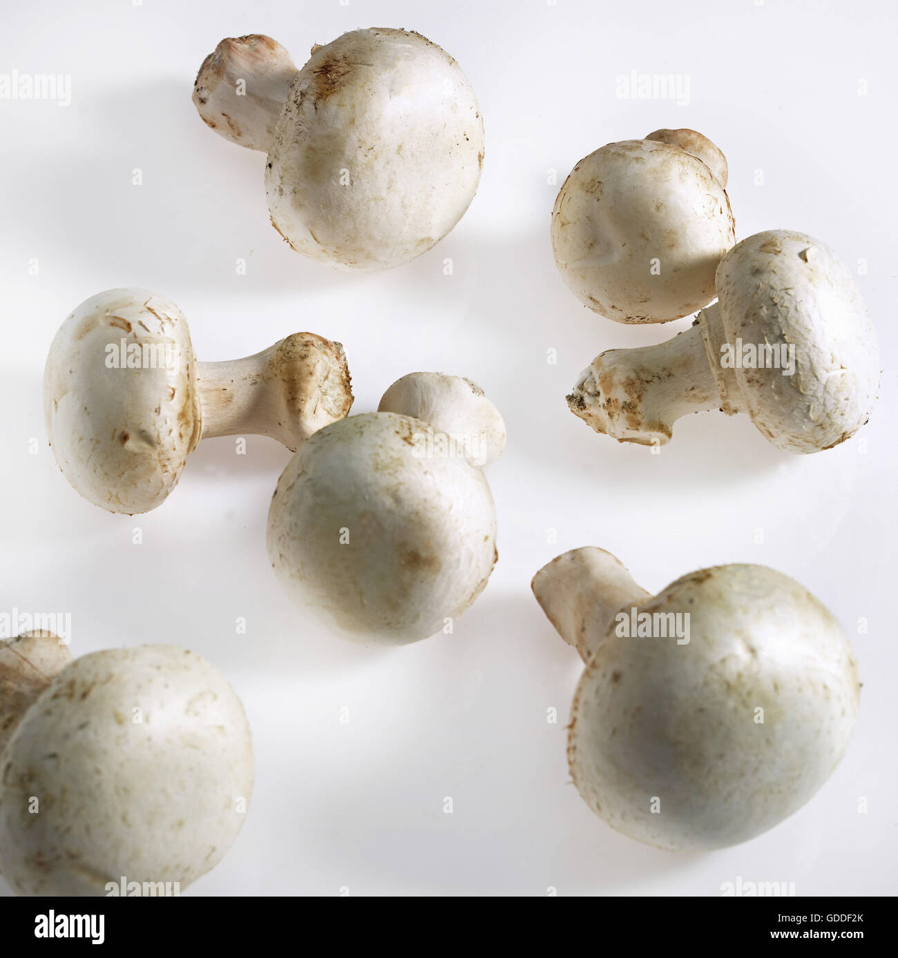 Champignons cultivés ou champignon Agaricus bisporus, Banque D'Images