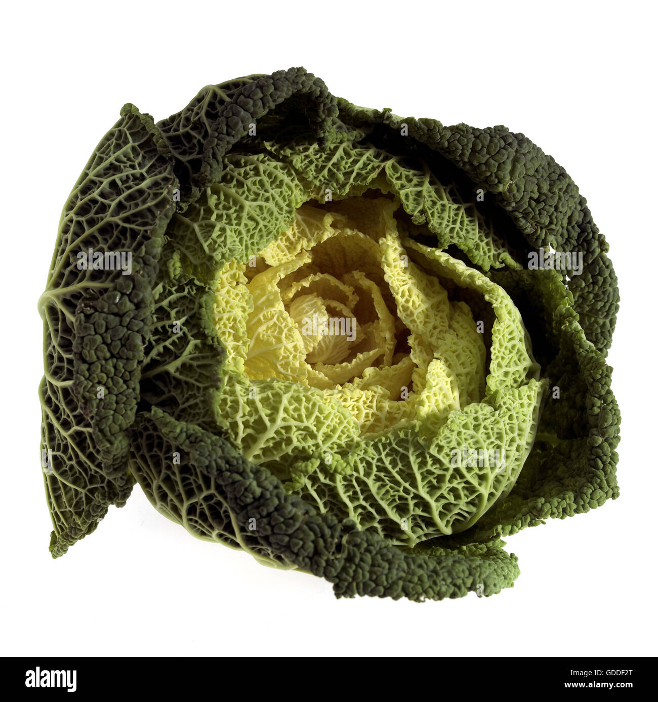 Chou vert nain, Brassica oleracea, légumes contre fond blanc Banque D'Images
