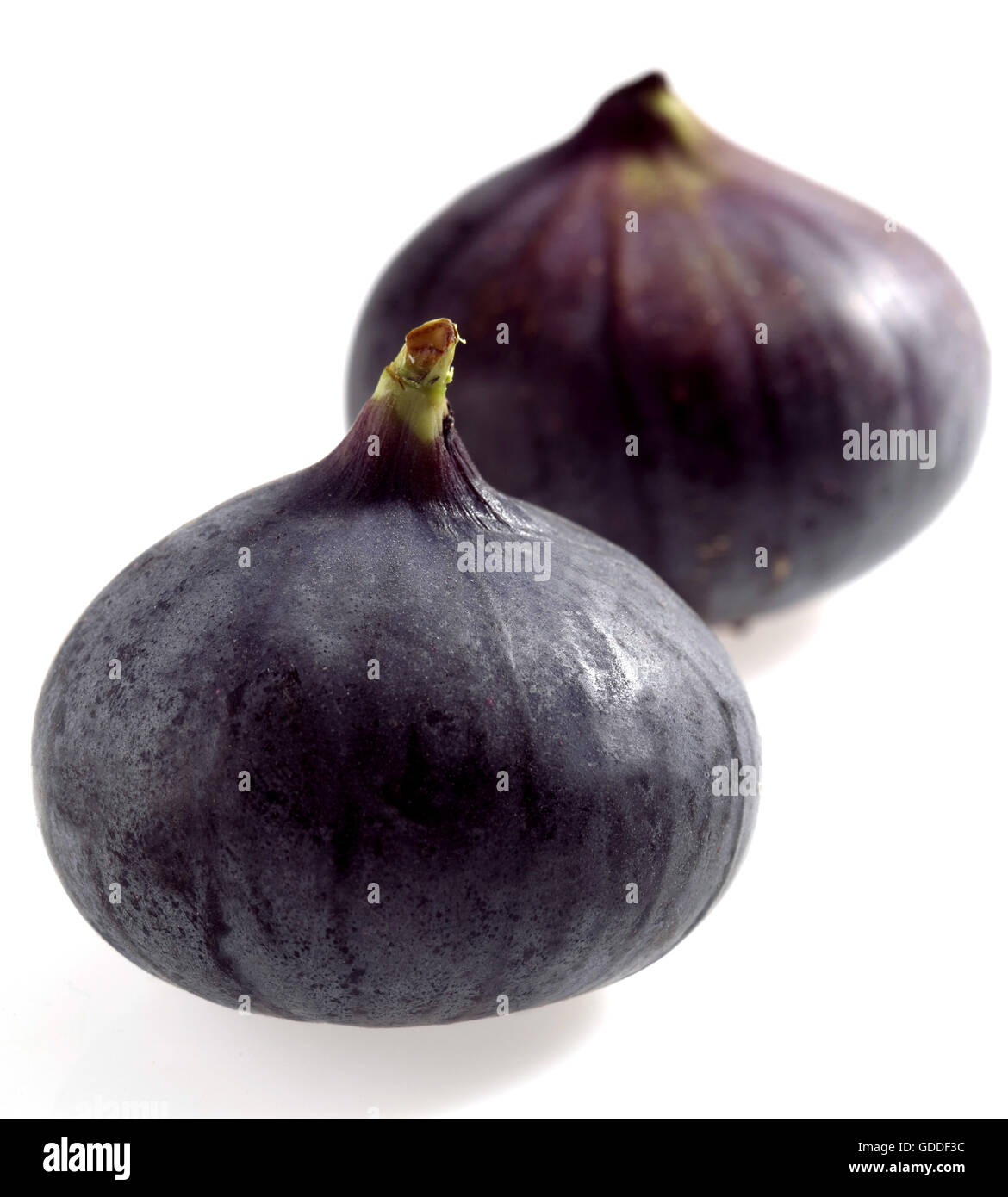 Figues fraîches, Ficus carica against White Background Banque D'Images