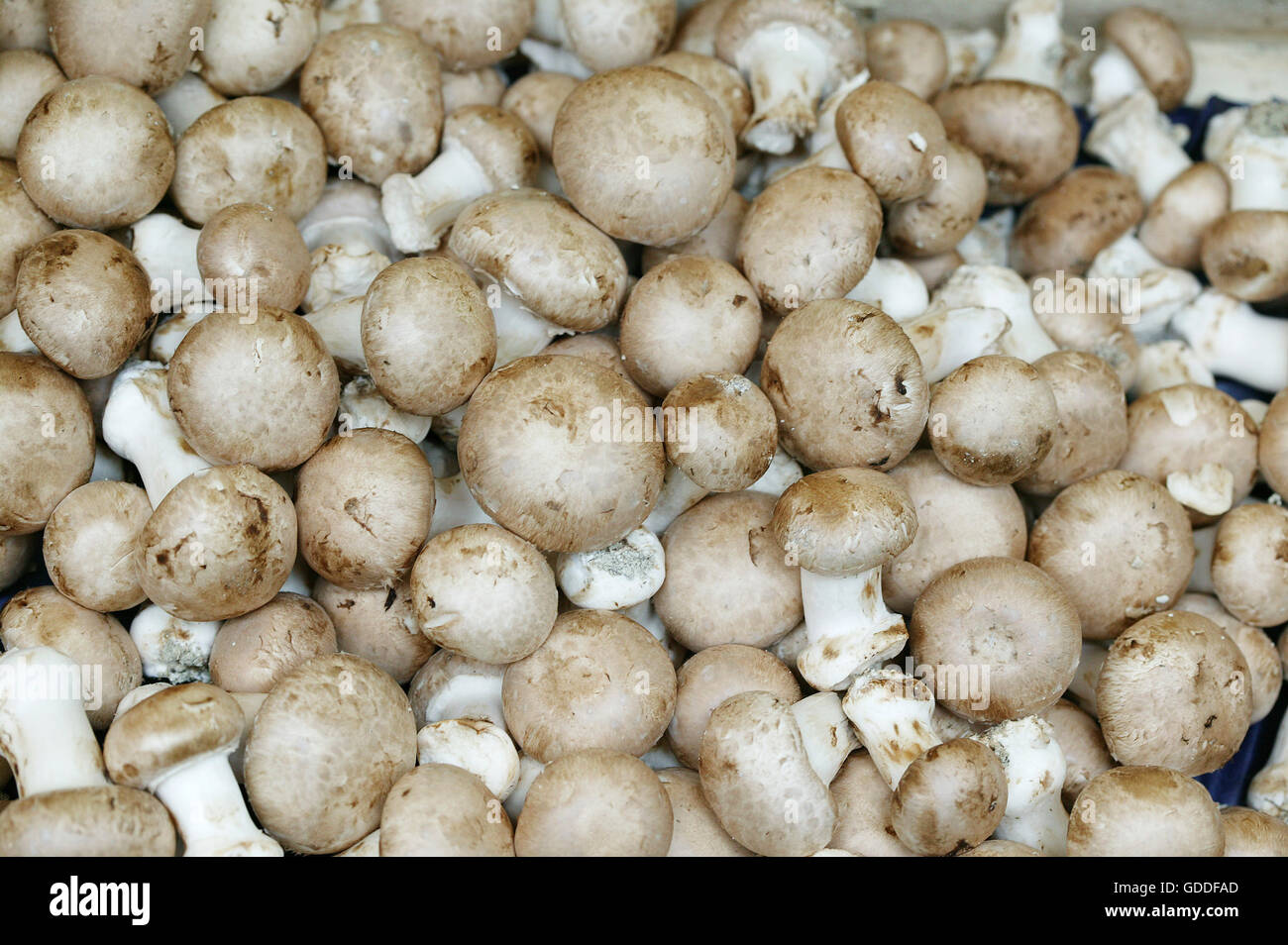 Bouton ou de champignons cultivés, Agaricus bisporus Banque D'Images