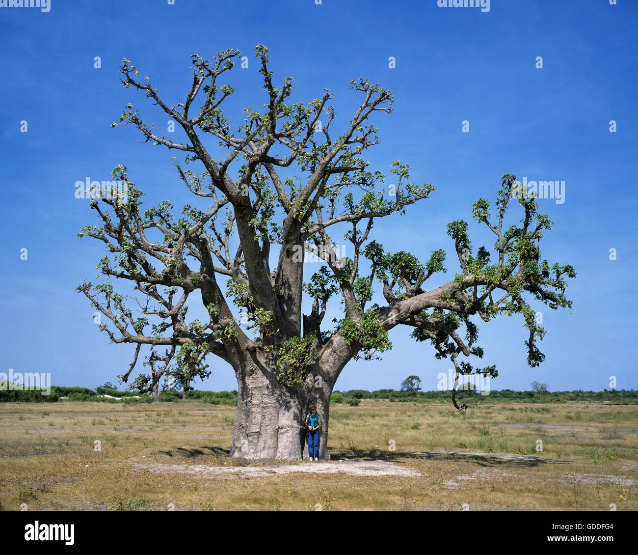 Femme près de Baobab, au Sénégal Banque D'Images