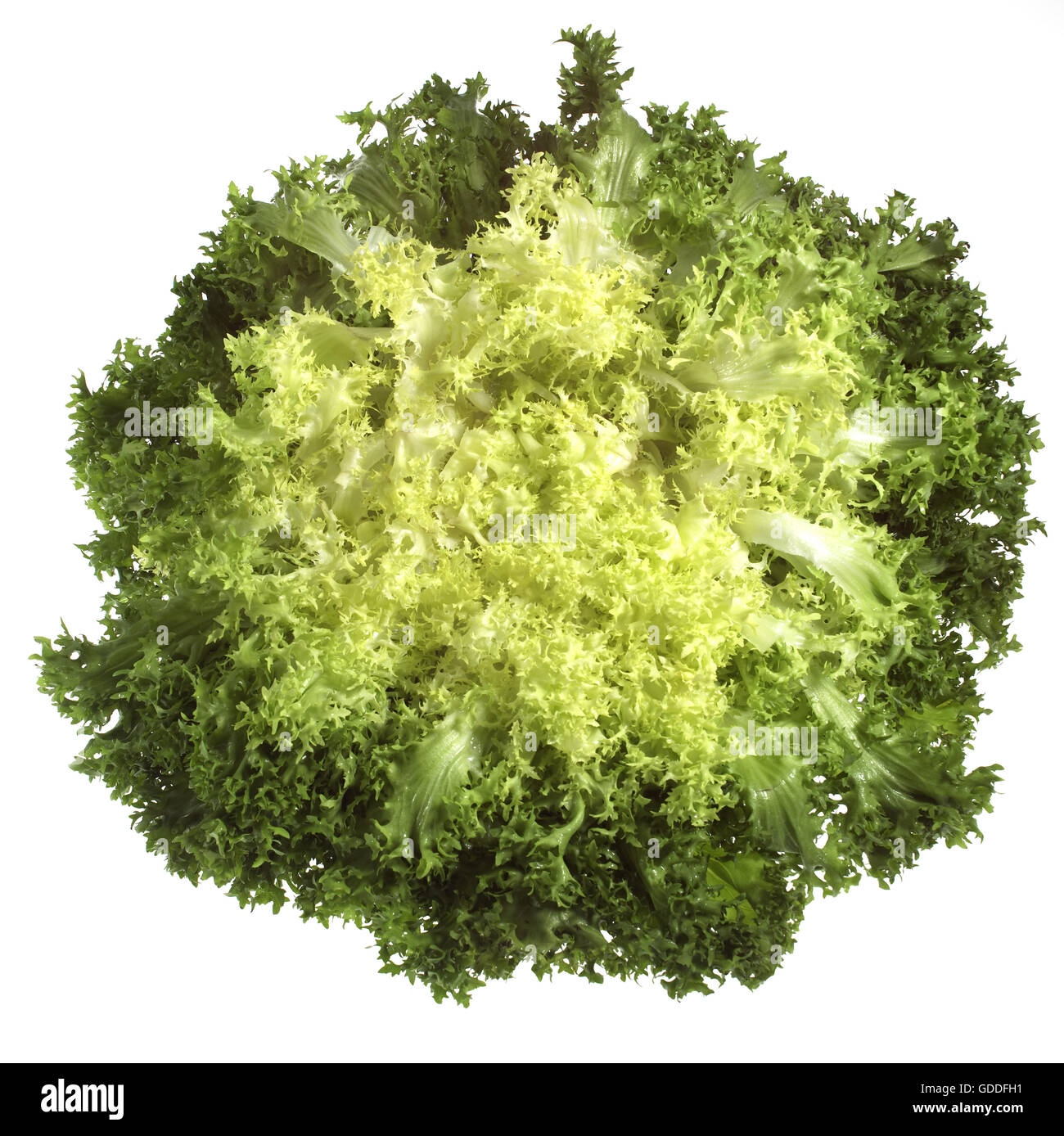 La chicorée frisée, la jeune niçoise ou salade, cichorium intybus against White Background Banque D'Images