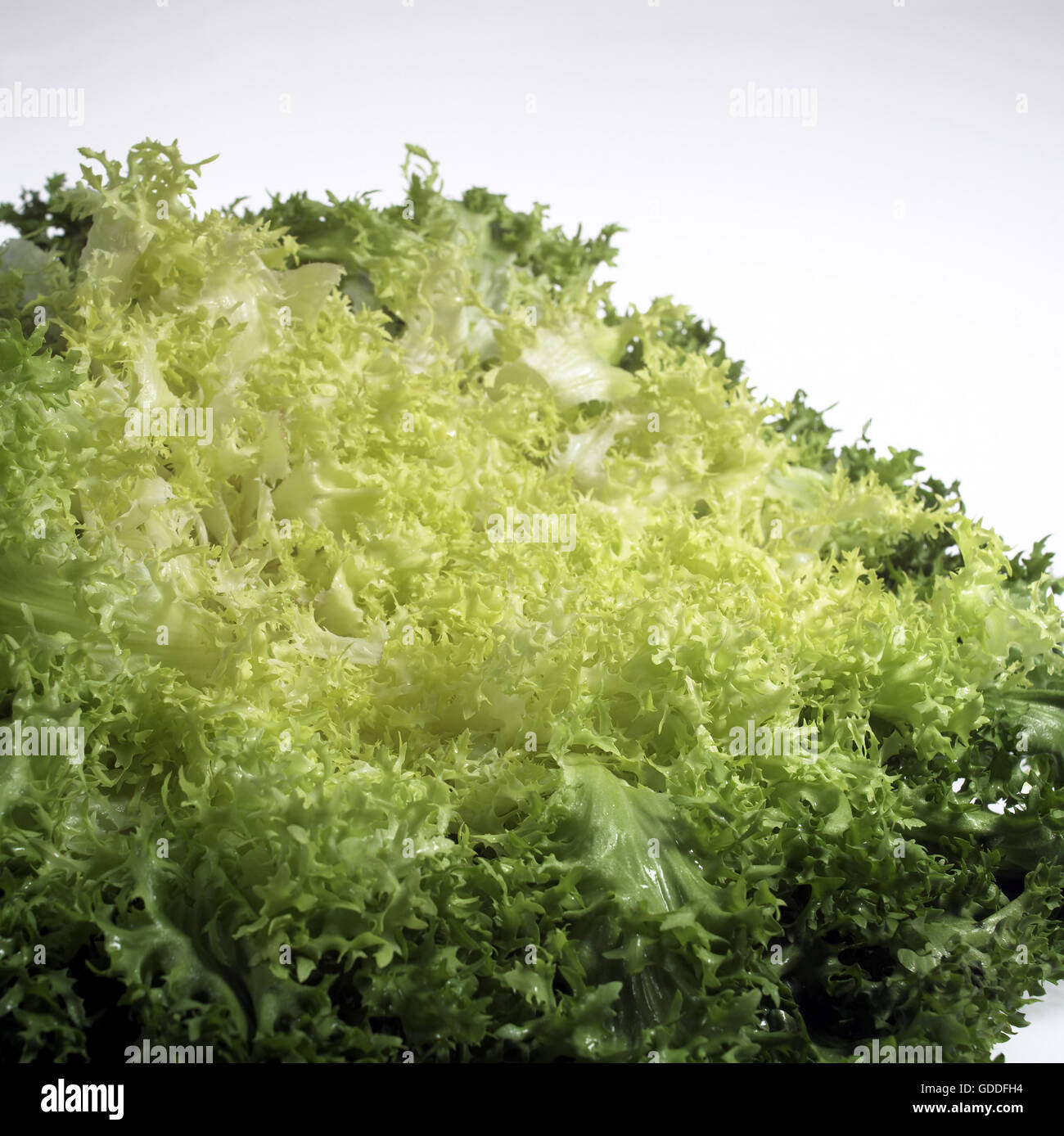 La chicorée frisée, la jeune niçoise ou salade, cichorium intybus against White Background Banque D'Images