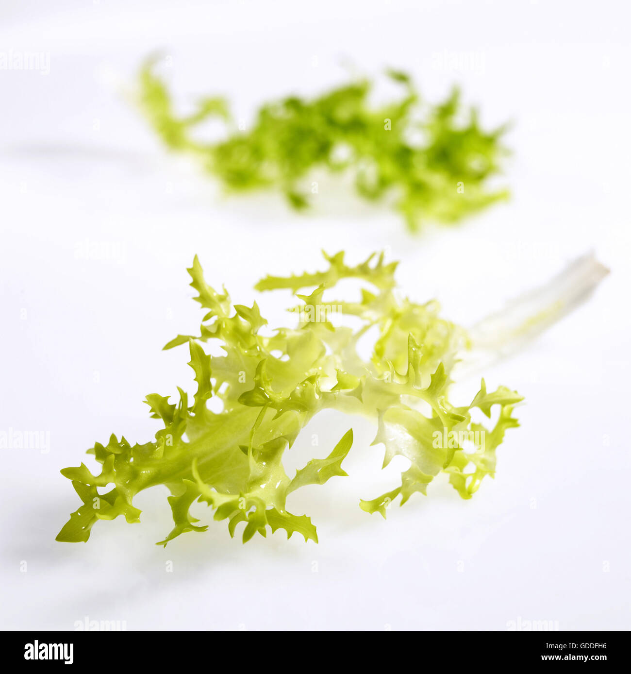 La chicorée frisée, la jeune niçoise ou salade, Cichorium intybus, feuilles contre fond blanc Banque D'Images
