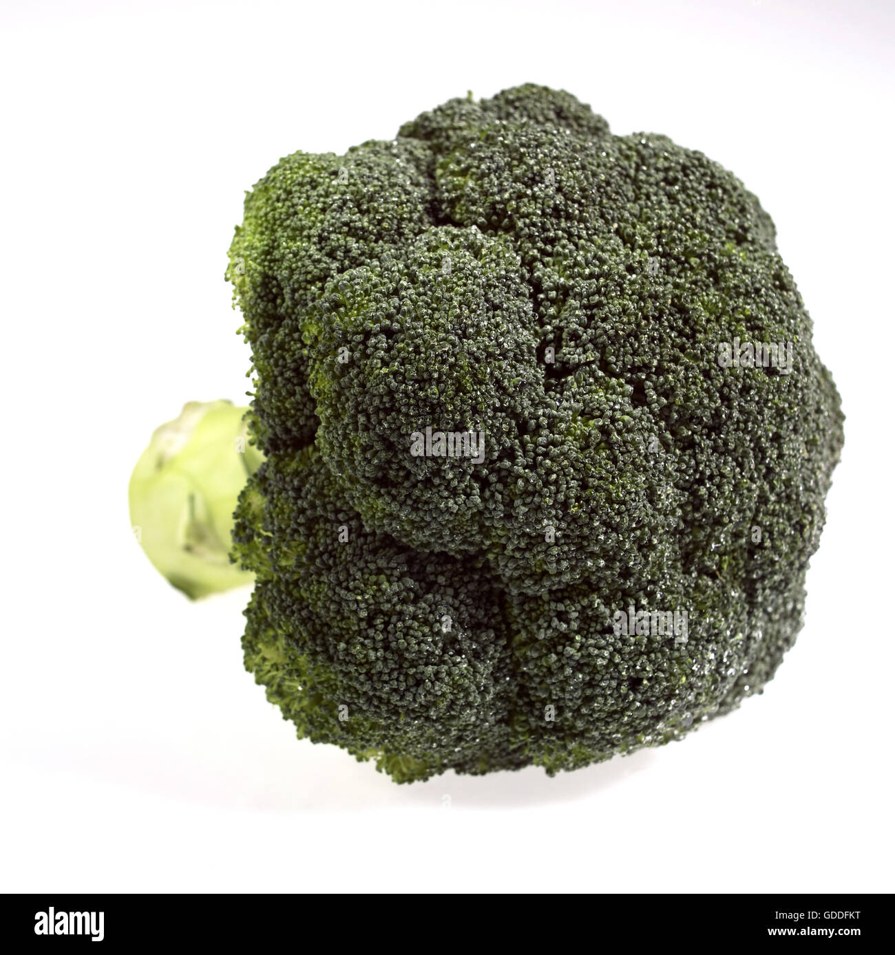 Le Brocoli Chou, Brassica oleracea against White Background Banque D'Images
