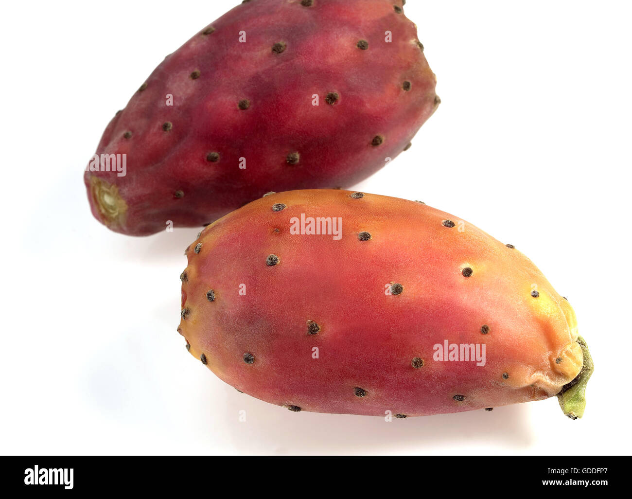 Fruit de figue de Barbarie, opuntia ficus-indica against White Background Banque D'Images