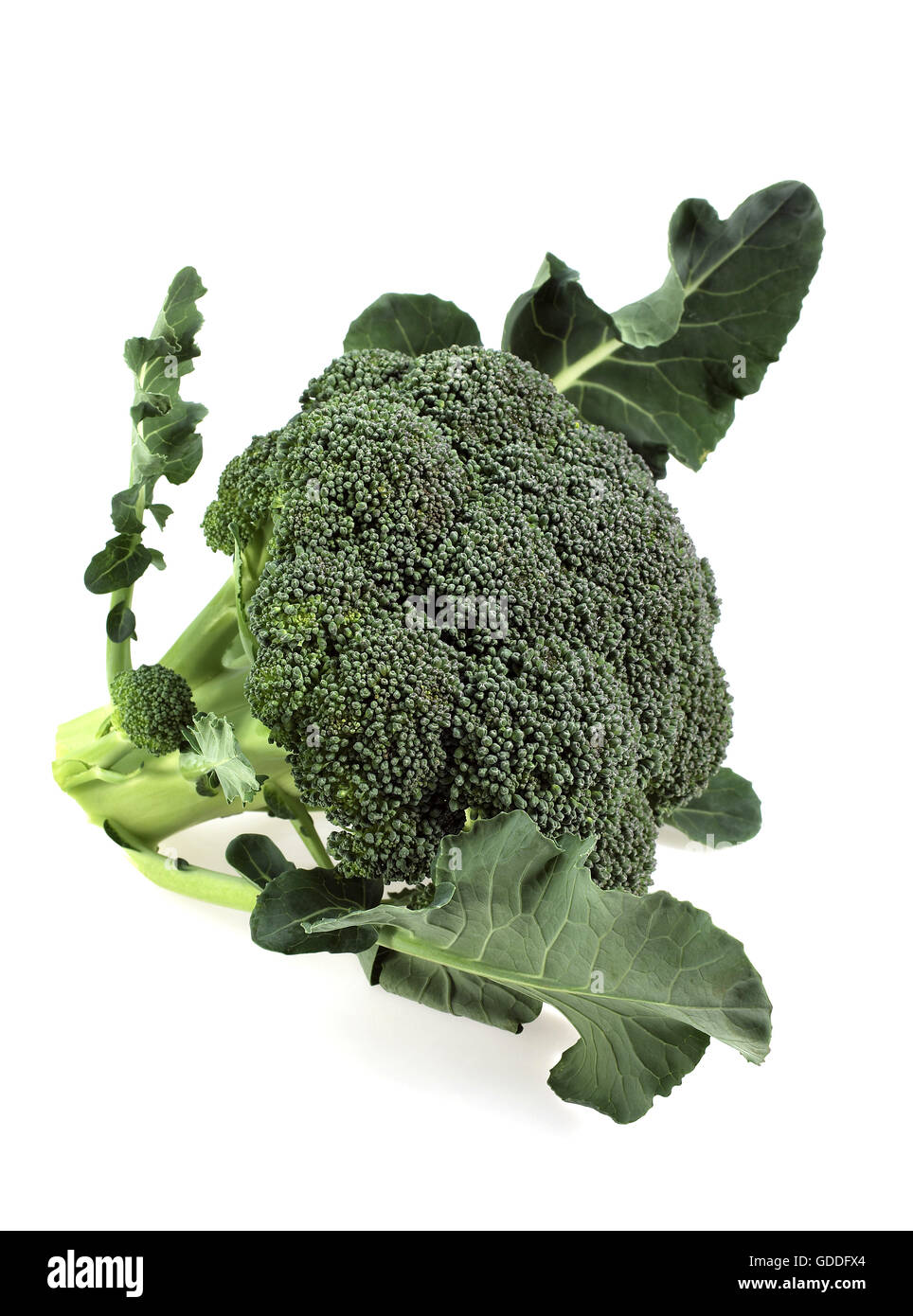 Chou BROCOLI CONTRE FOND BLANC Banque D'Images