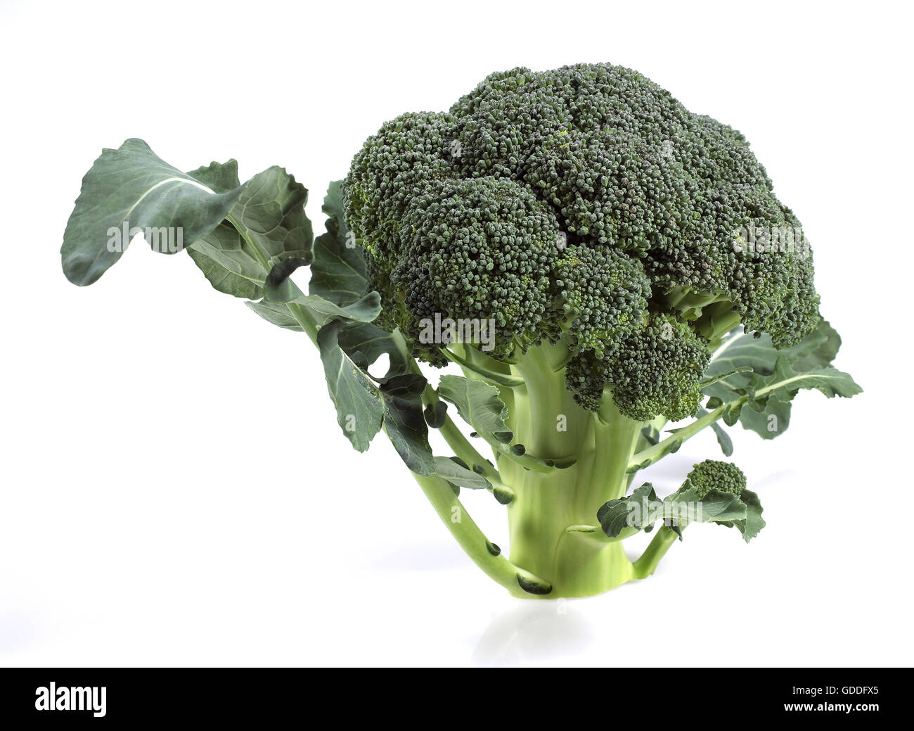 Le Brocoli Chou, Brassica oleracea against White Background Banque D'Images