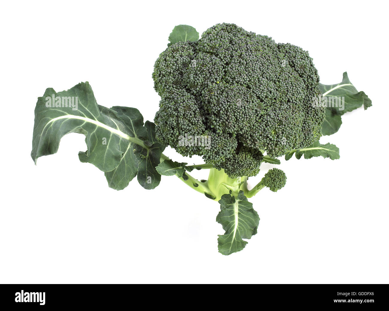 Le Brocoli Chou, Brassica oleracea against White Background Banque D'Images