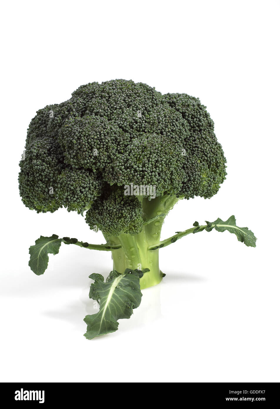 Le brocoli, choux Brassica oleracea, légumes contre fond blanc Banque D'Images