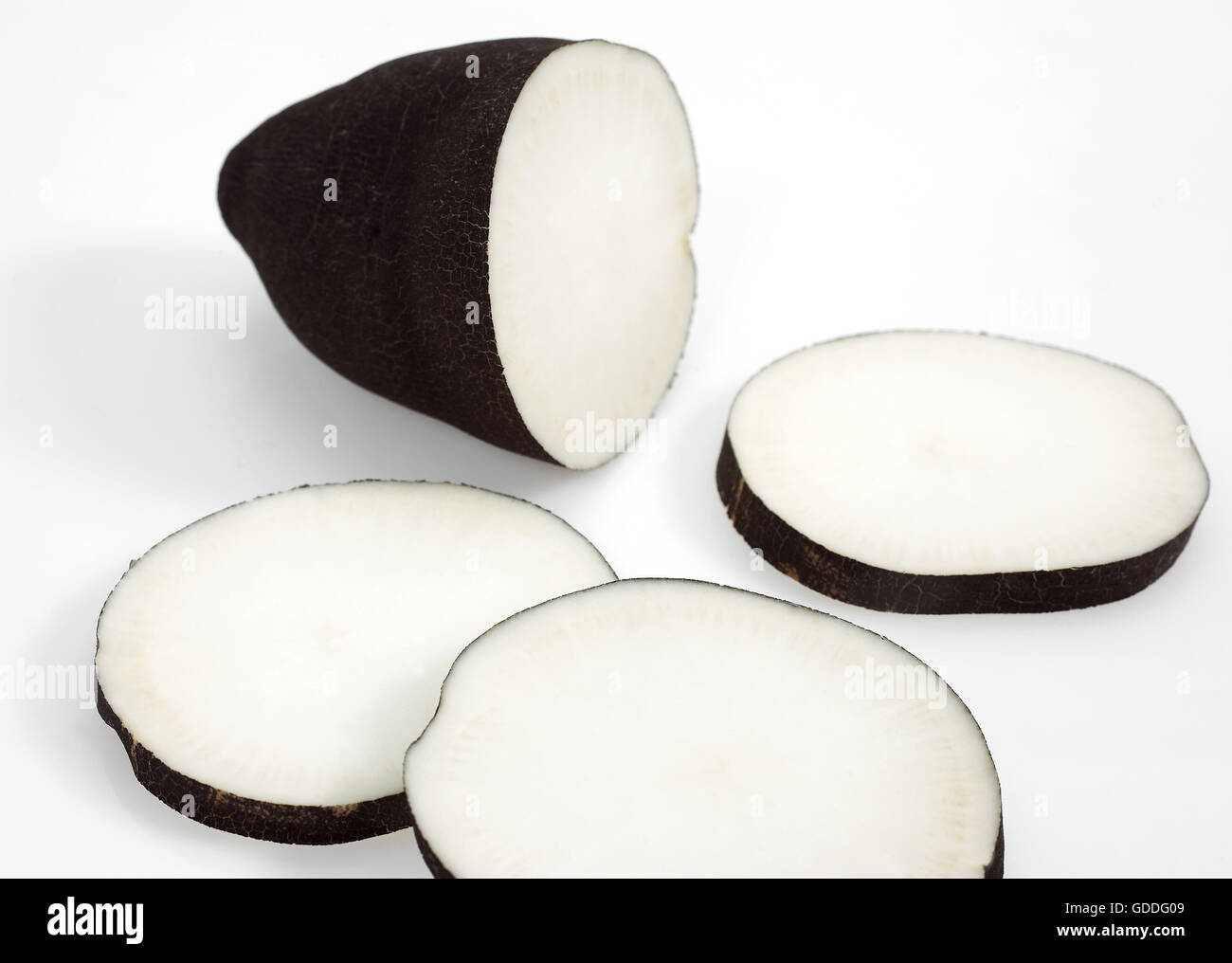 Le Radis noir, Raphanus sativus niger, contre fond blanc Banque D'Images