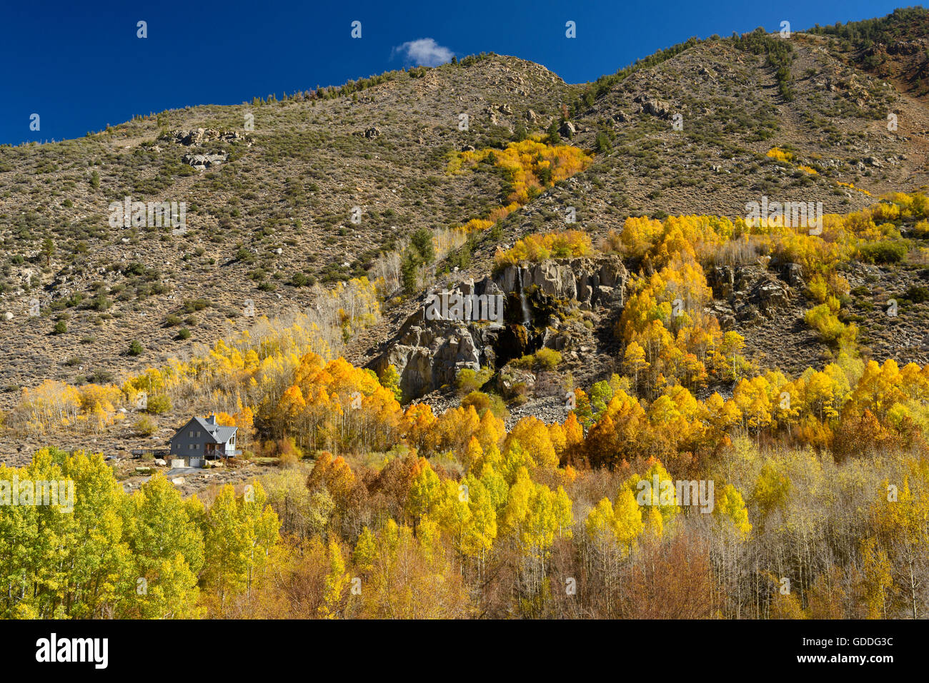 USA,California,Eastern Sierra,évêque,évêque creek feuillage,automne,automne,montagne, Banque D'Images