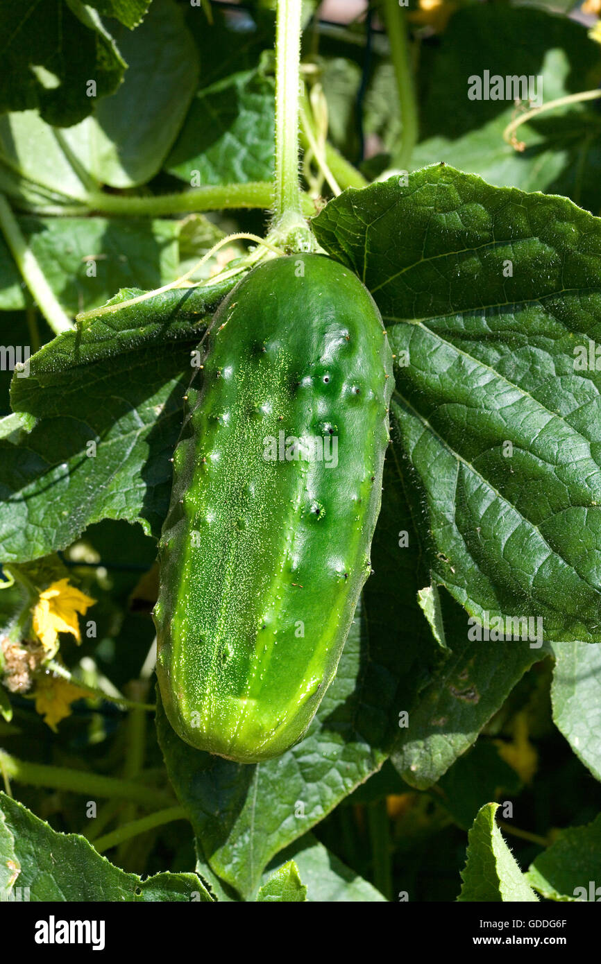 Gherkin ou cornichon, Cucumis sativus, jardin en Normandie Photo Stock
