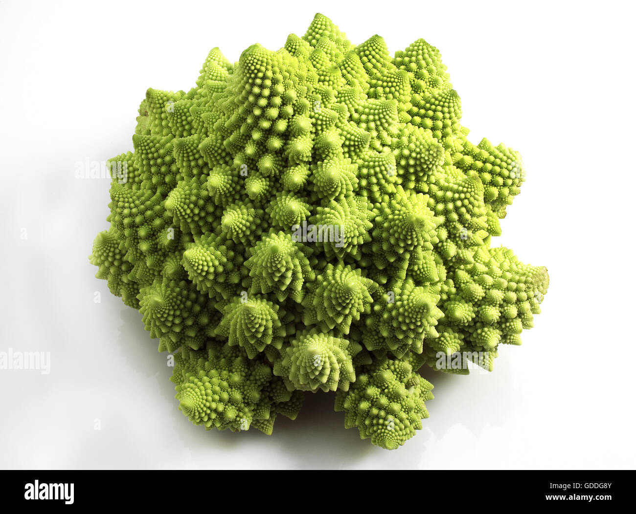 Le Chou ROMANESCO brassica oleracea AGAINST WHITE BACKGROUND Banque D'Images