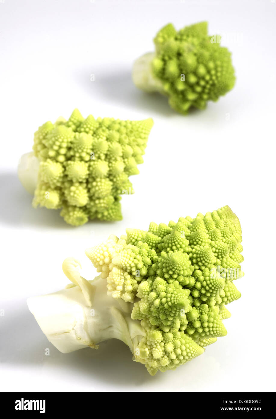 Le Chou ROMANESCO brassica oleracea AGAINST WHITE BACKGROUND Banque D'Images