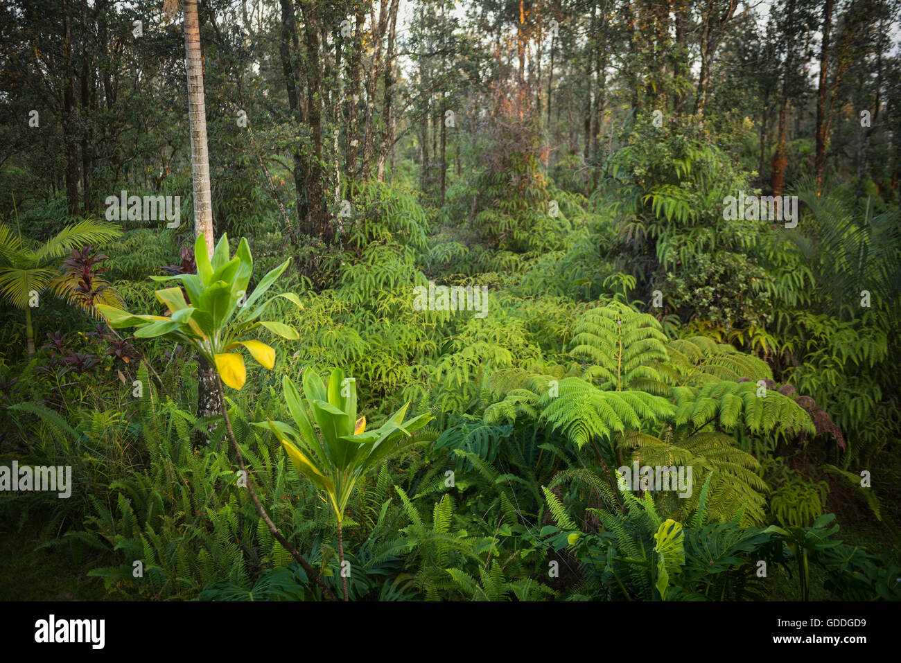 USA,Europa,,Hawaii, Big Island,Puna,tropical forest près de Hilo Banque D'Images