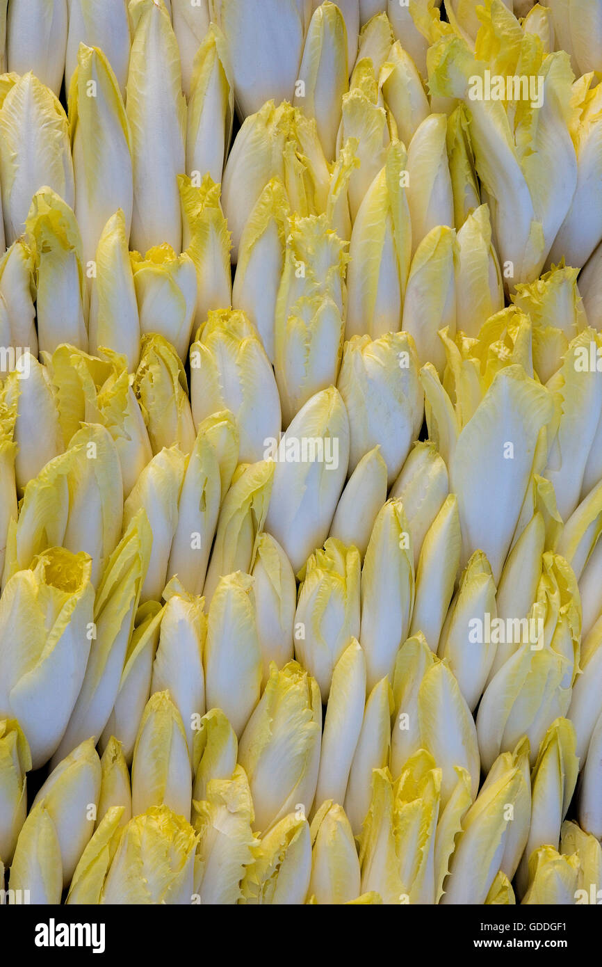 Chicorée, cichorium endivia, au marché aux légumes Banque D'Images