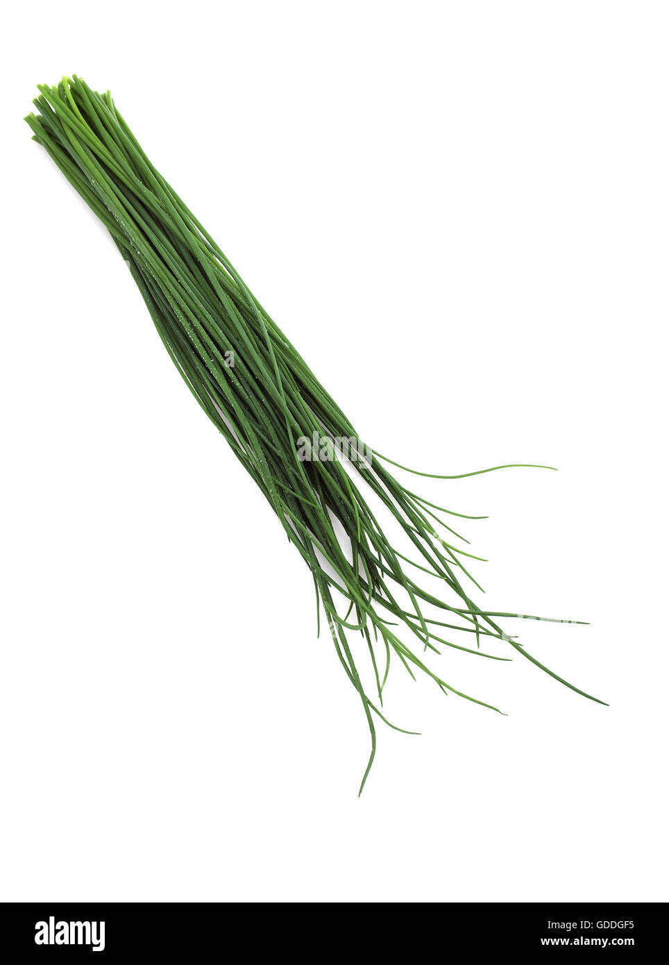 Ciboulette, Allium schoenoprasum against White Background Banque D'Images