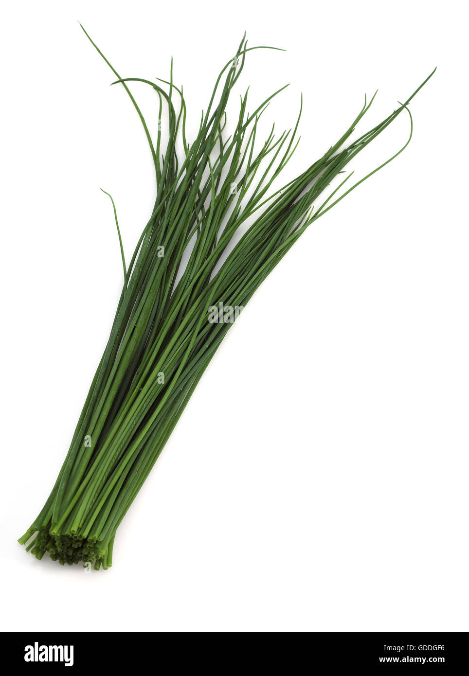 La ciboulette Allium schoenoprasum AGAINST WHITE BACKGROUND Banque D'Images