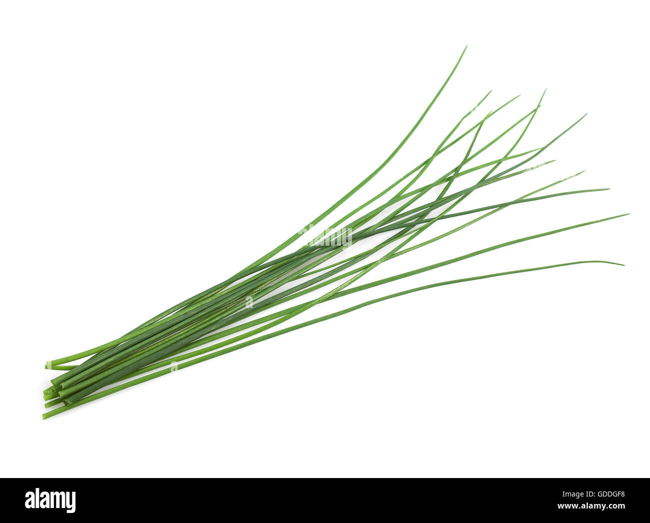 Ciboulette, Allium schoenoprasum against White Background Banque D'Images
