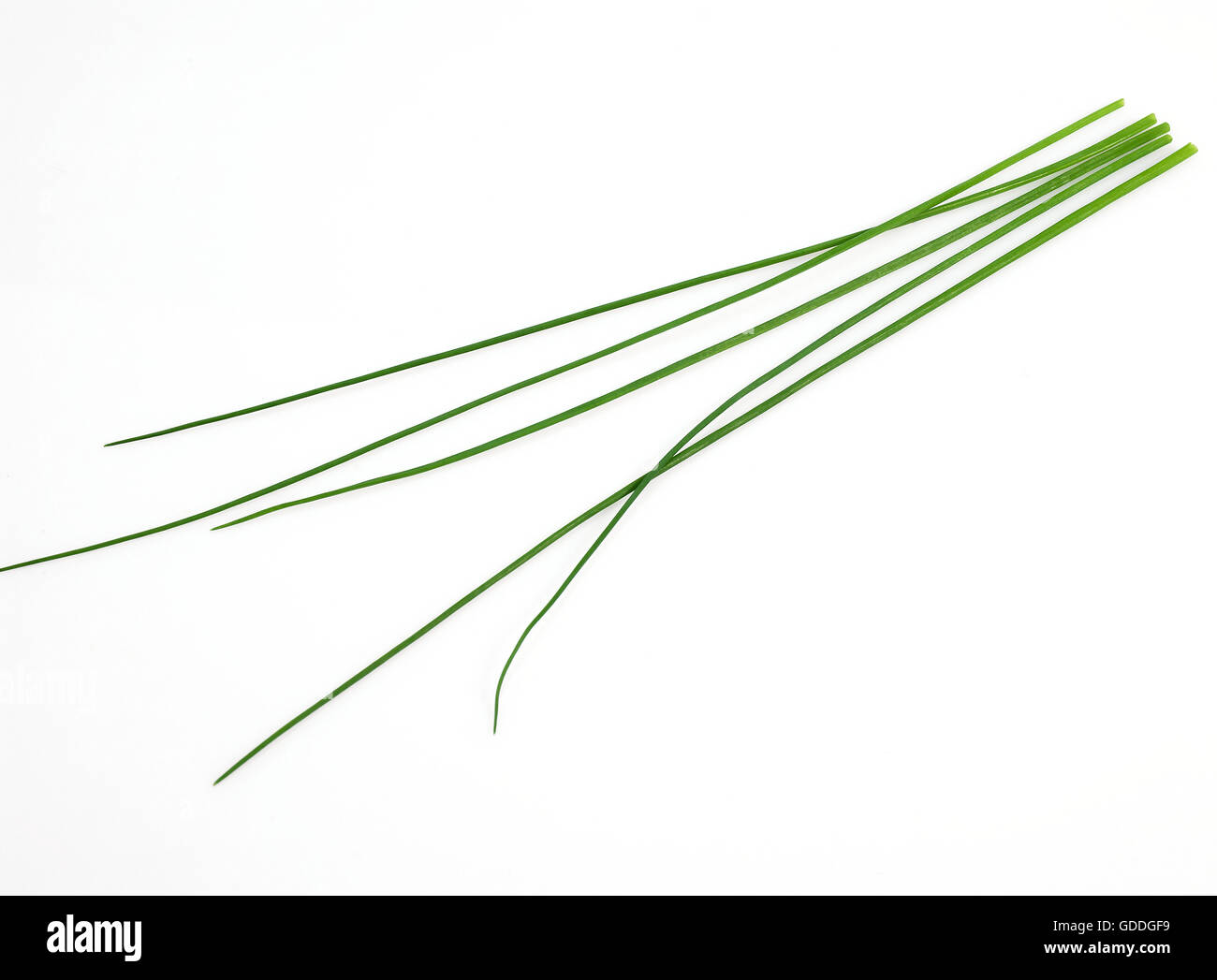 La ciboulette Allium schoenoprasum AGAINST WHITE BACKGROUND Banque D'Images