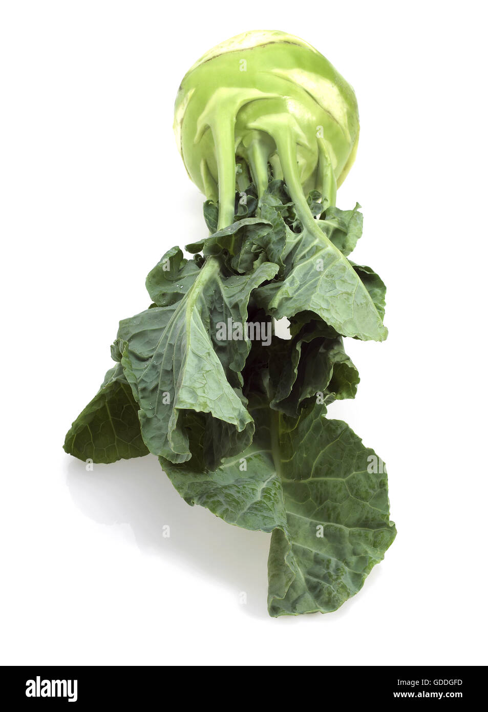 Chou-rave, Brassica oleracea, légumes contre fond blanc Banque D'Images
