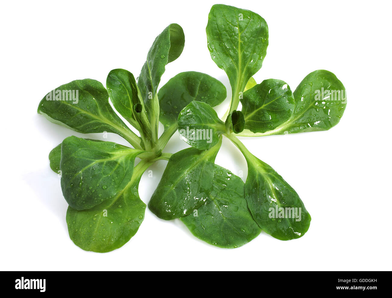 Le maïs et la mâche, valerianella olitoria, Salade against White Background Banque D'Images