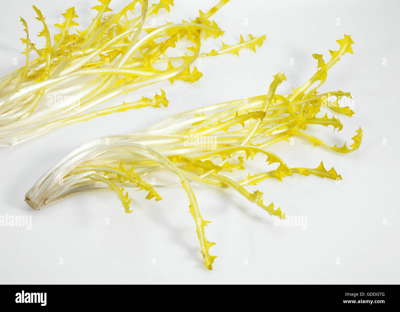 Salade française appelée Barbe de capucin, Cichorium intybus, feuilles contre fond blanc Banque D'Images
