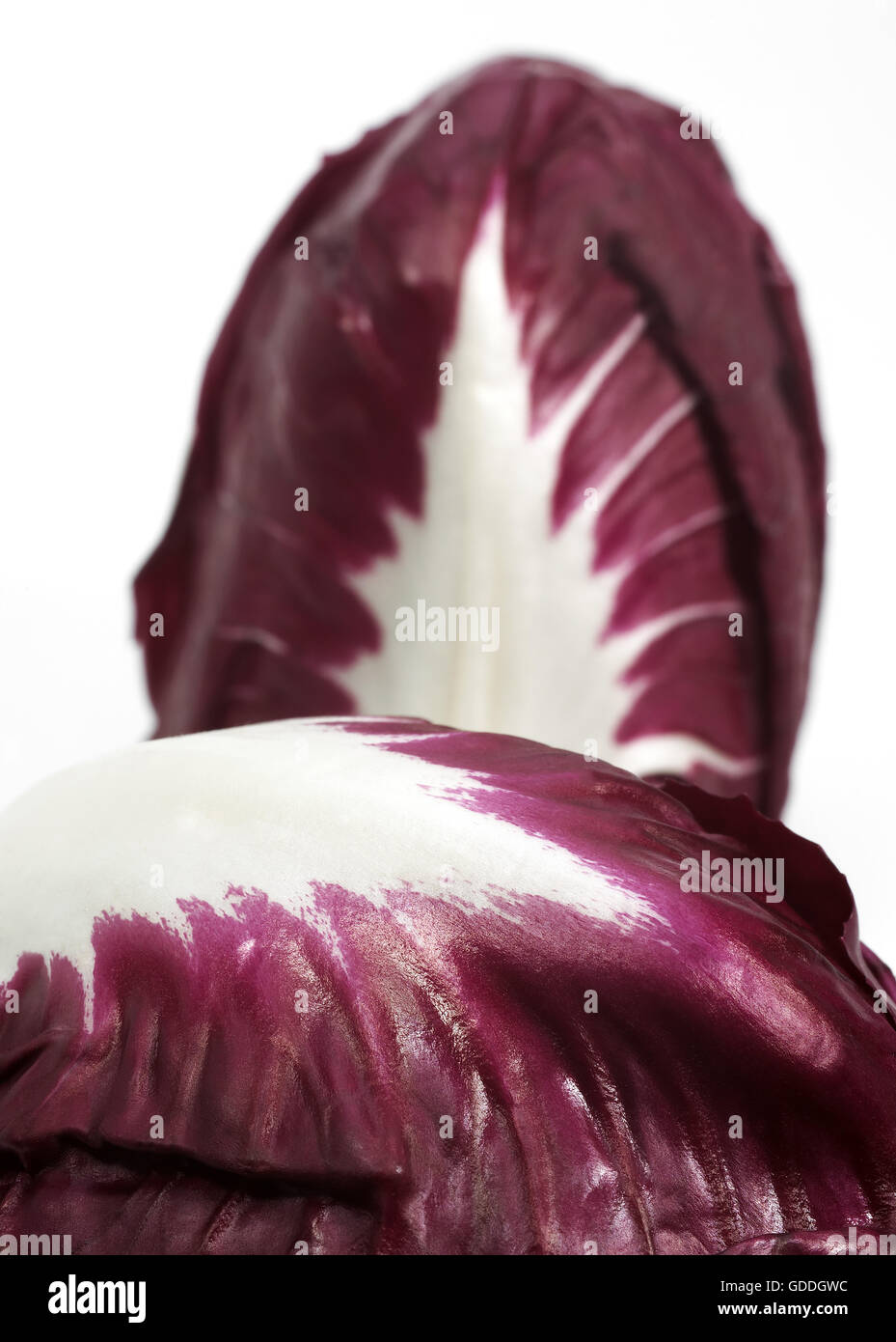 Salade de Trevise, Cichorium intybus, légumes contre Bakcground blanc Banque D'Images