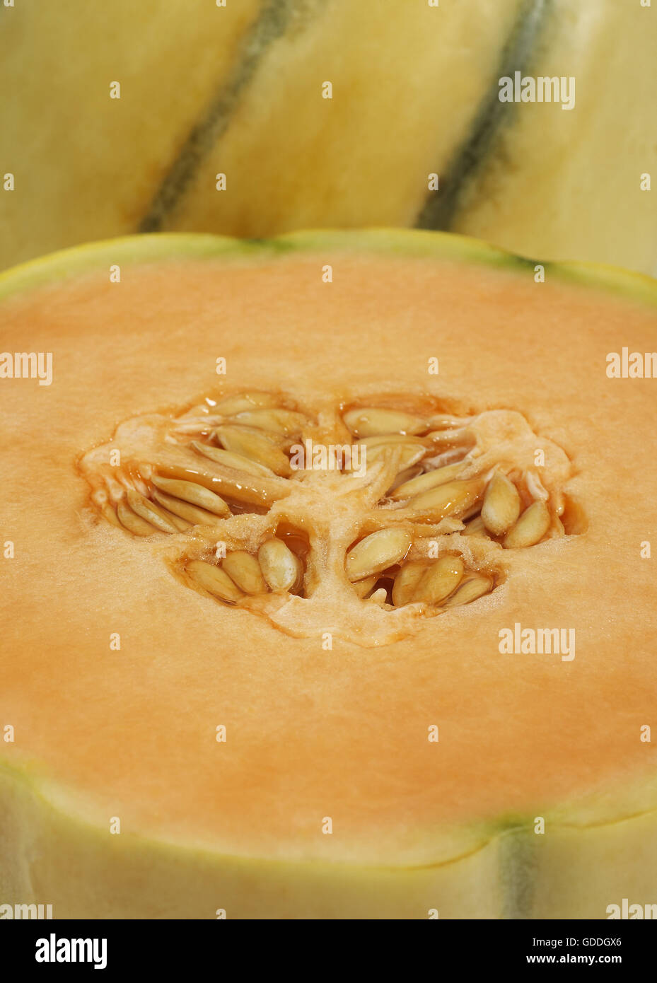 Melon de Cavaillon, cucumis melo Banque D'Images