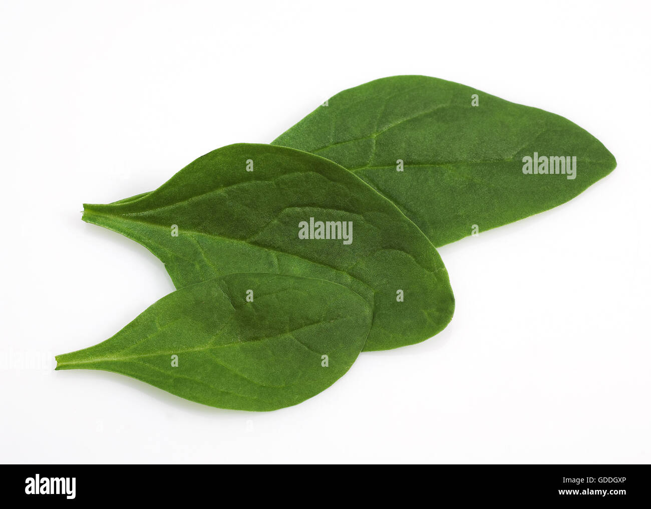 Salade de pousses d'épinards, Spinacia oleracea, feuilles contre fond blanc Banque D'Images