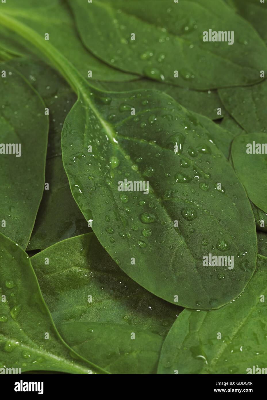 Salade de pousses d'épinards, Spinacia oleracea, feuilles avec Dropplet Banque D'Images