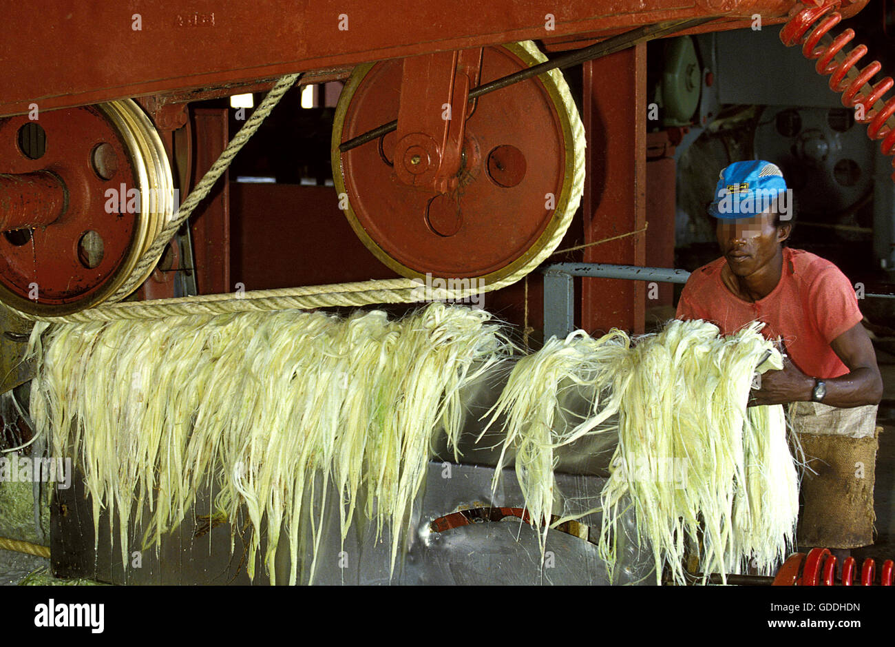 Corde d'agave, Agave sisalana, usine à Fort Dauphin à Madagascar Banque D'Images