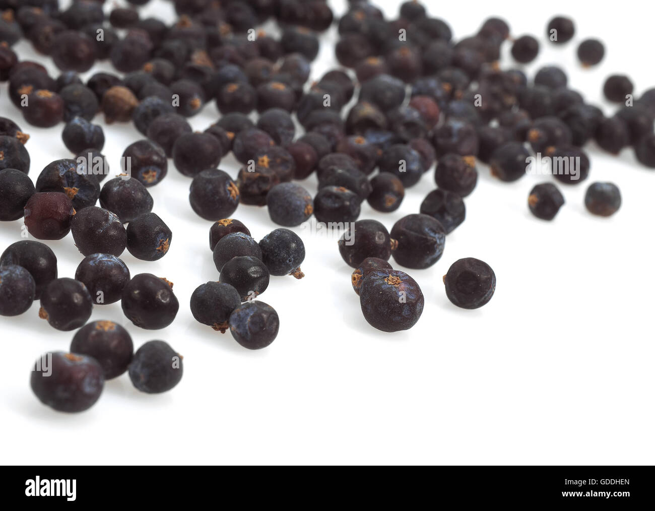Les baies de genévrier Juniperus communis AGAINST WHITE BACKGROUND Banque D'Images