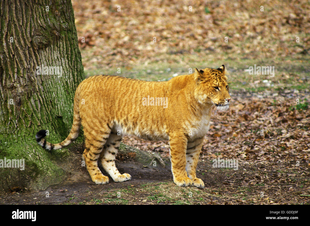 Ligron, race croisée entre Tigre et Lion, Parc Zoologique Photo Stock -  Alamy