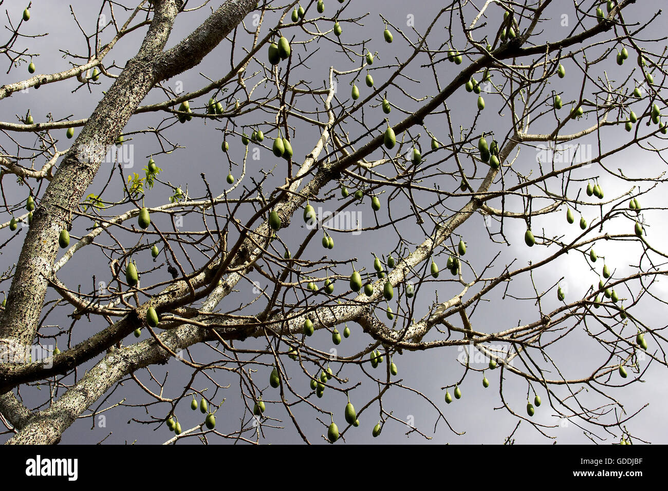 Coton ou soie Kapokier, Arbre Ceiba pentandra, arbre aux fruits, Los Lianos au Venezuela Banque D'Images