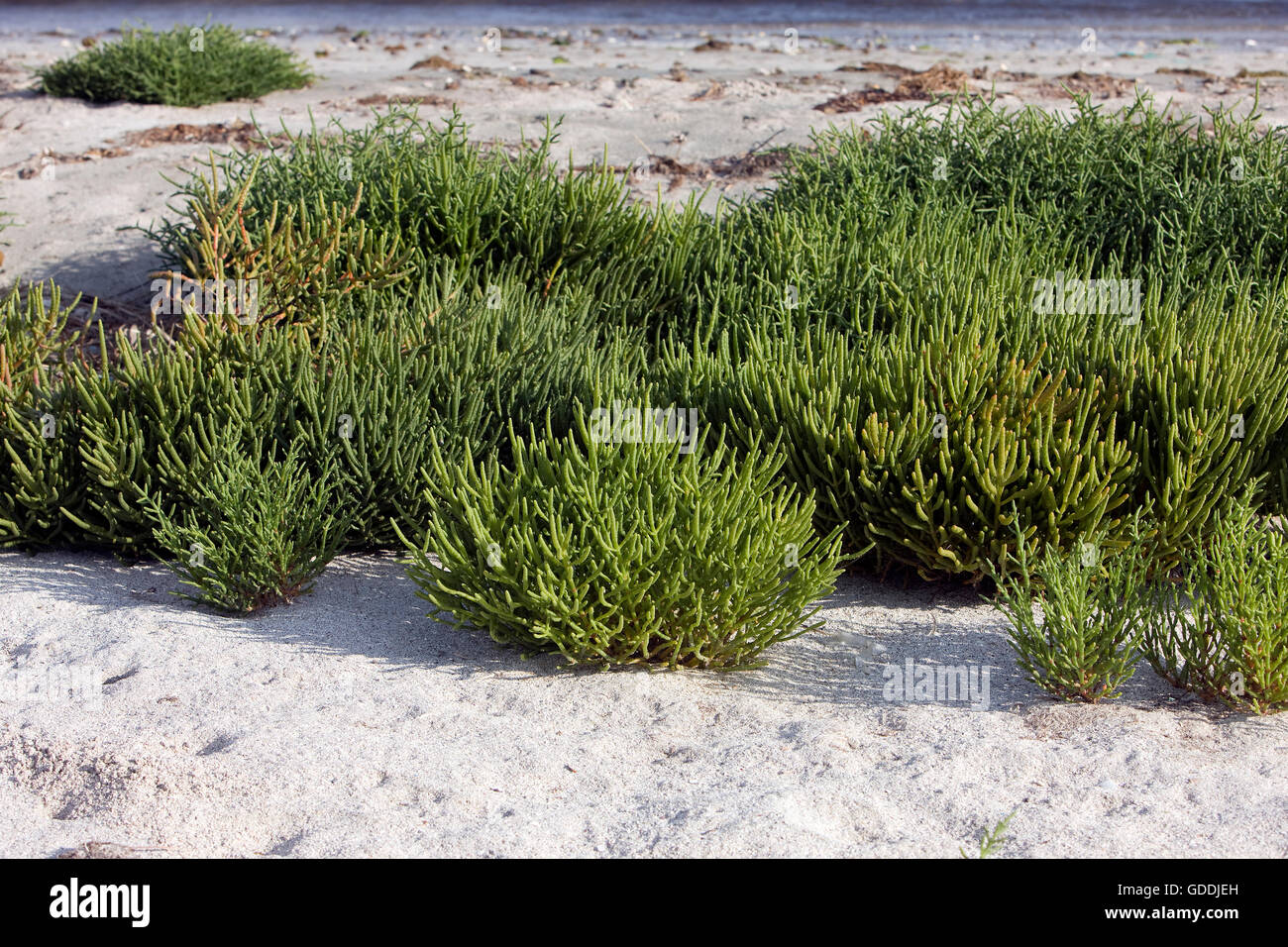 SAMPHIRE Salicornia sp, YUMAQUE BEACH DANS LE PARC NATIONAL DE PARACAS, PÉROU Banque D'Images