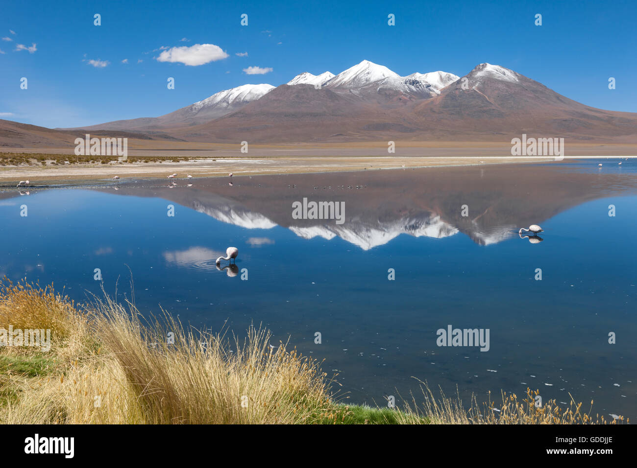 Laguna Canapa,Bolivie,Altiplano, Banque D'Images