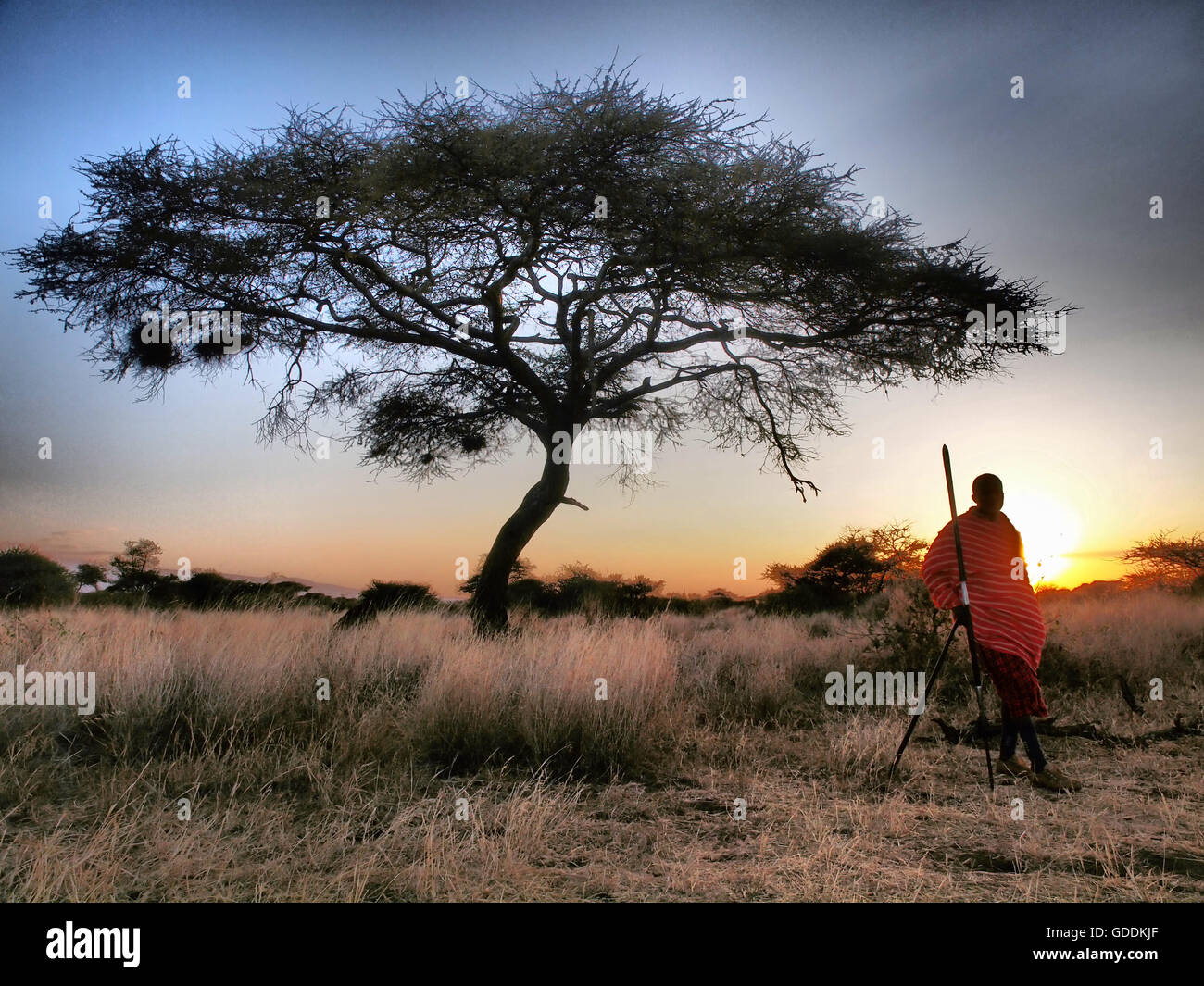 Massai,Kenya, Kenya, Amboseli, robinier, guerrier Massaï, le coucher du soleil,lumière arrière,safari, Banque D'Images