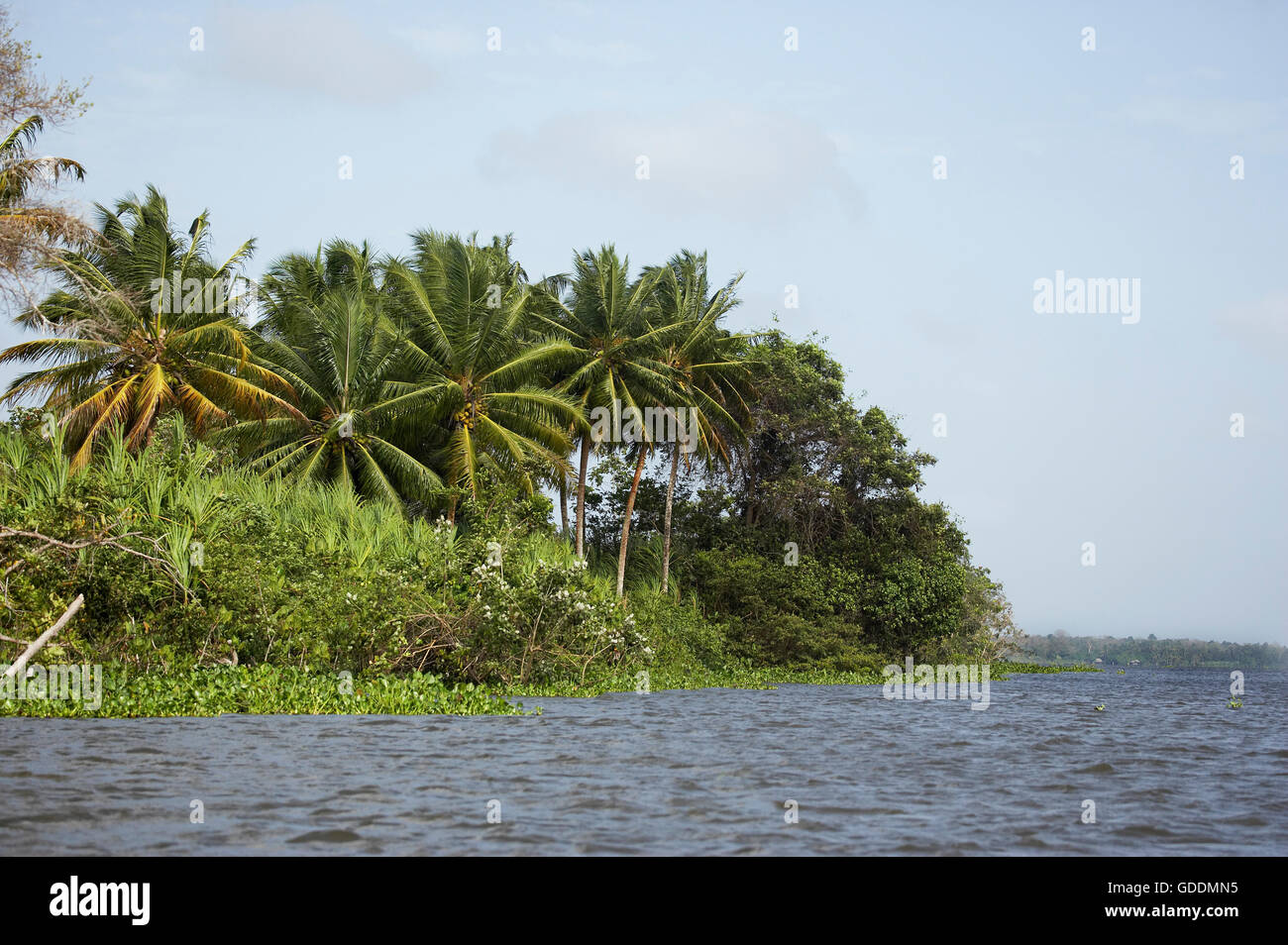 Forêt et rivière à Orinoco Delta au Venezuela Banque D'Images