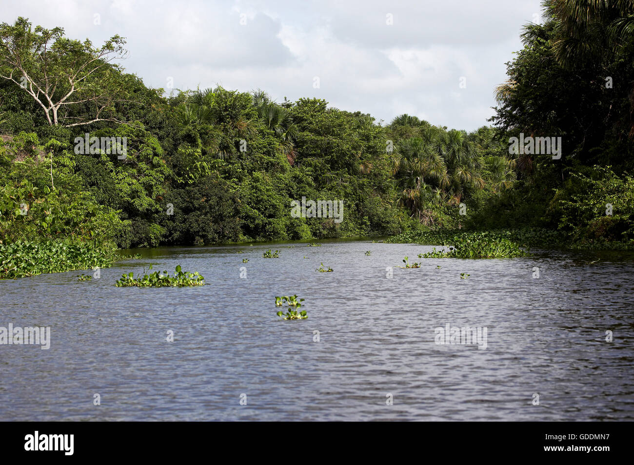 Forêt et rivière à Orinoco Delta au Venezuela Banque D'Images