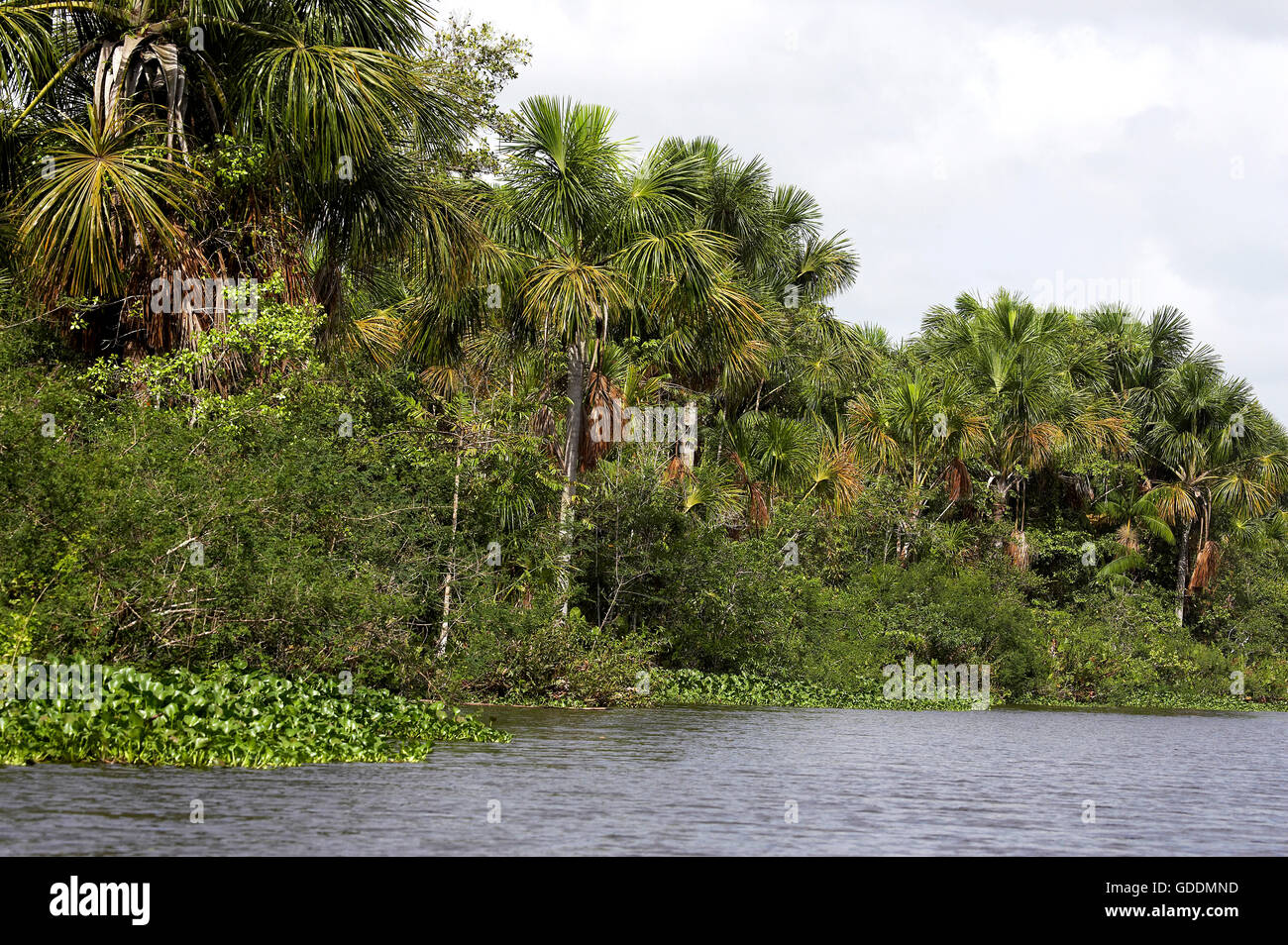 Forêt et rivière à Orinoco Delta au Venezuela Banque D'Images