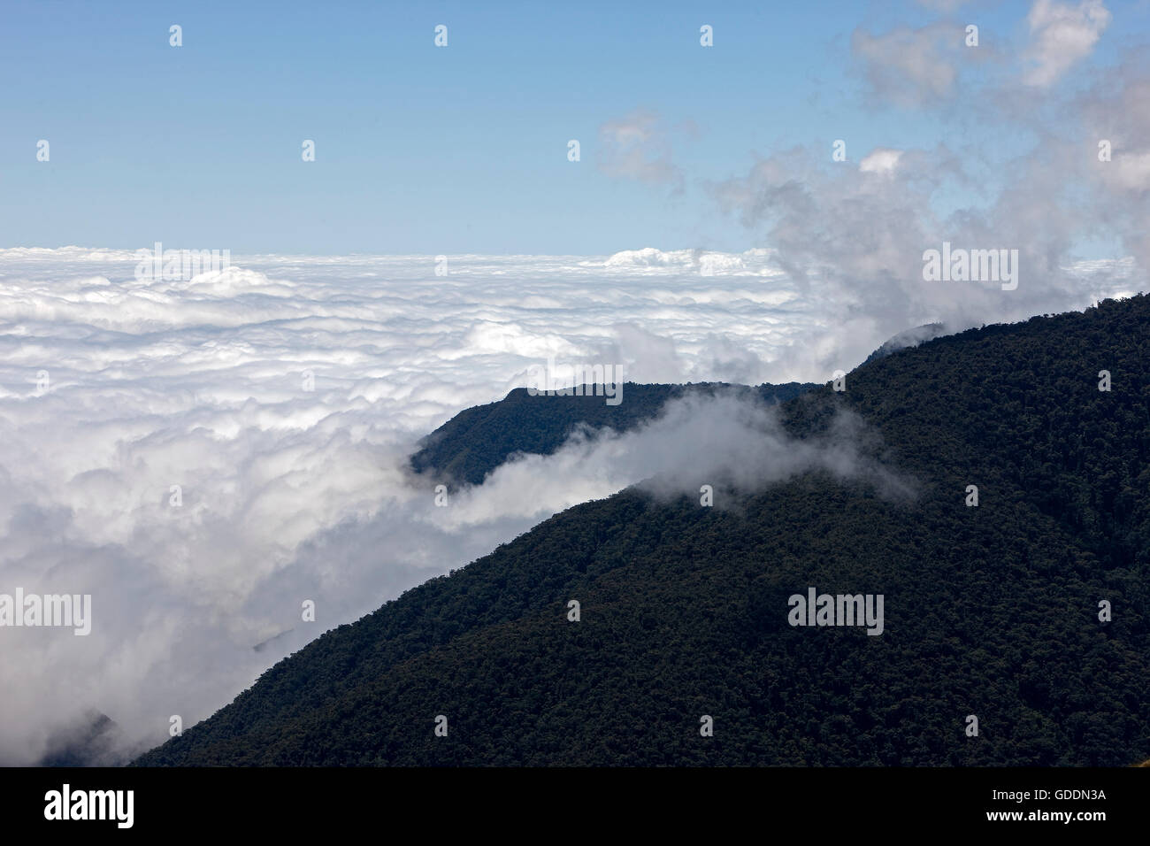 Forêt tropicale avec des nuages, PARC NATIONAL DE MANU AU PÉROU Banque D'Images