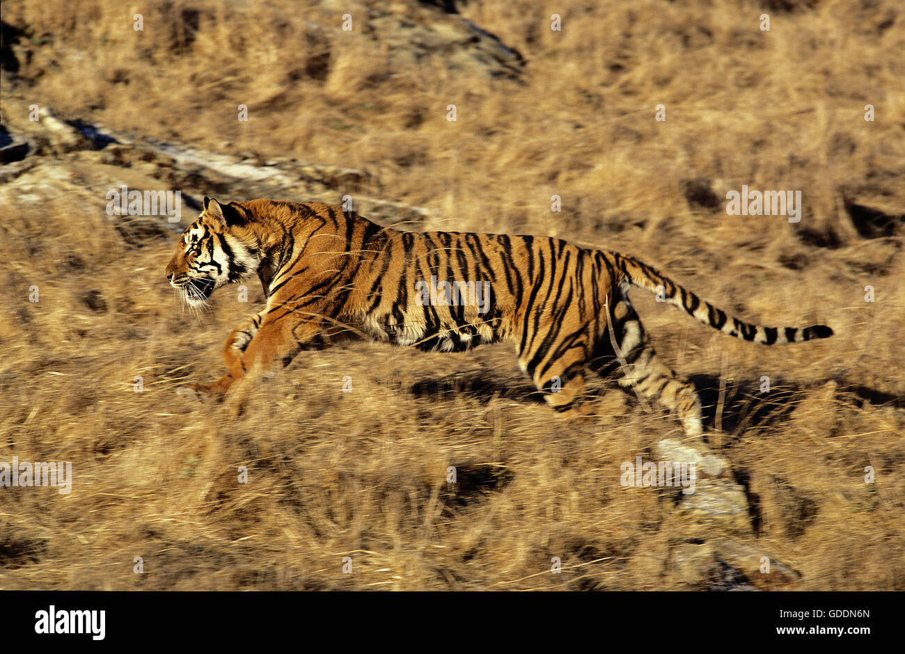 Tigre du Bengale, Panthera tigris tigris, des profils d'exécution Banque D'Images
