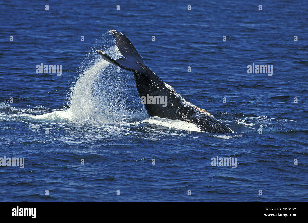 Rorqual à bosse, Megaptera novaeangliae, queue battant adultes contre la surface de l'eau, Alaska Banque D'Images