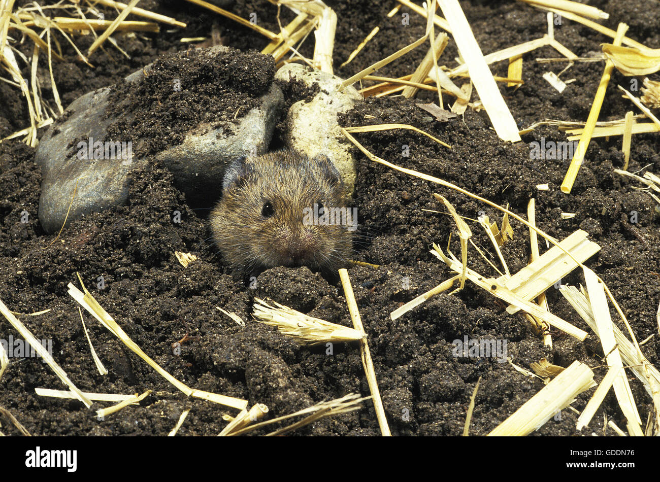 Campagnol des champs, Microtus arvalis, Adulte à Den Entrée, Normandie Banque D'Images