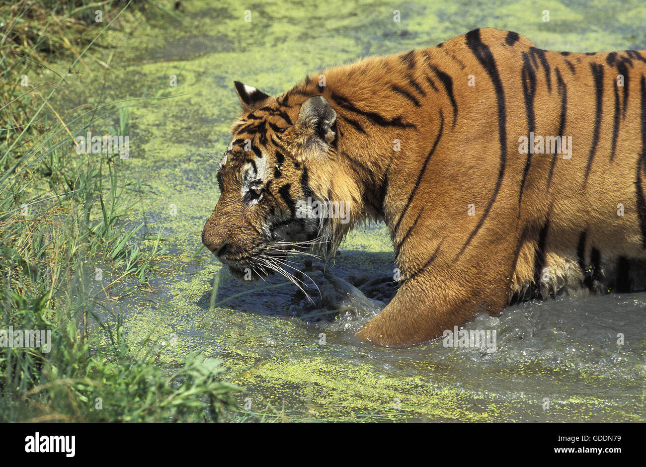 Tigre du Bengale, Panthera tigris tigris, adulte debout dans l'eau Banque D'Images